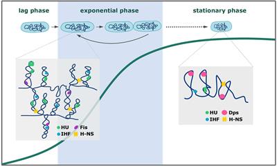 Nucleoid Associated Proteins: The Small Organizers That Help to Cope With Stress